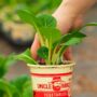 Pak Choi – Joy Choi – 4″ Pot